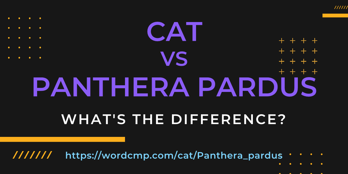 Difference between cat and Panthera pardus