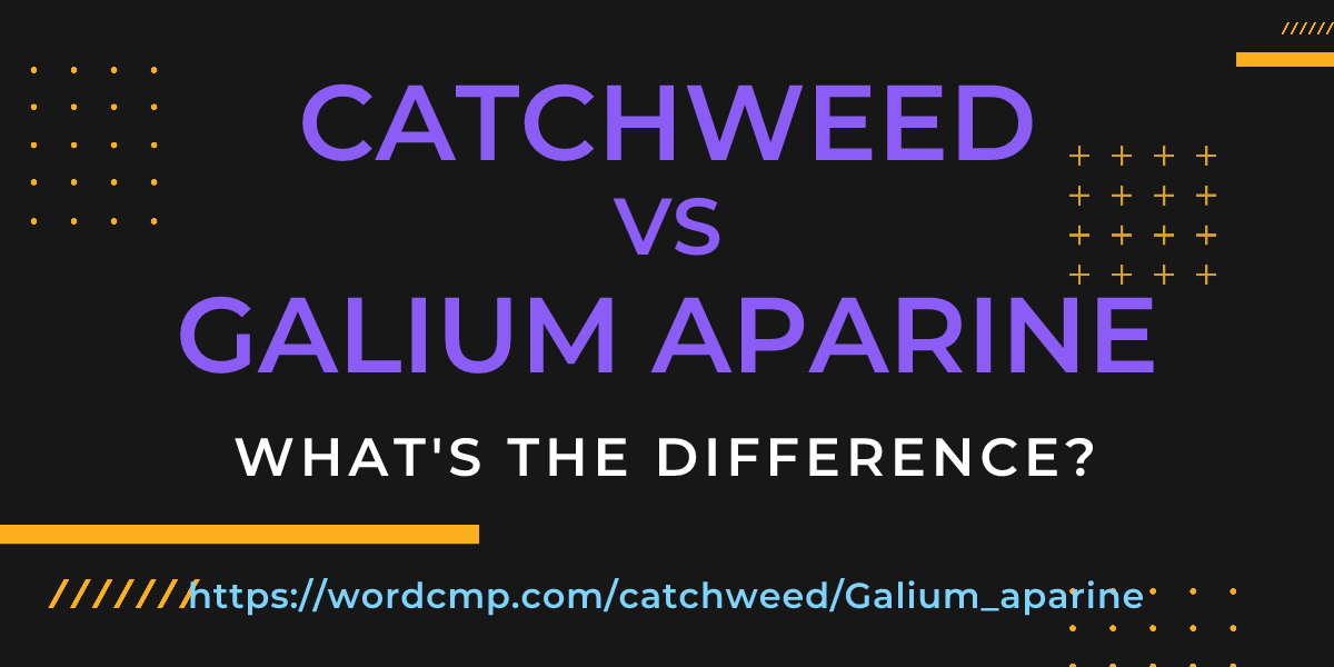 Difference between catchweed and Galium aparine