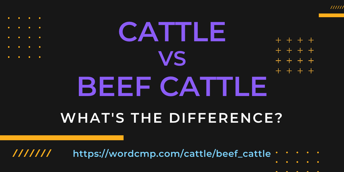 Difference between cattle and beef cattle