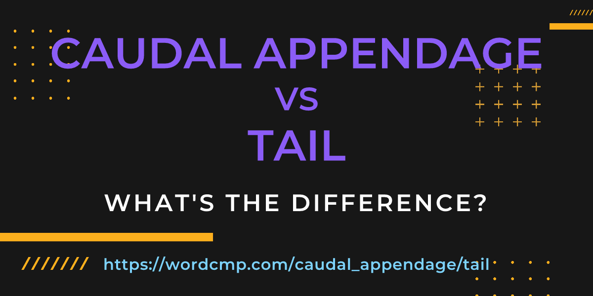 Difference between caudal appendage and tail