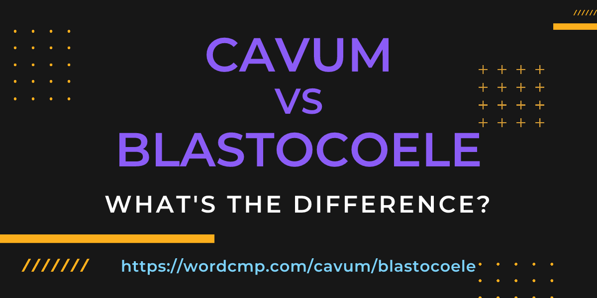 Difference between cavum and blastocoele