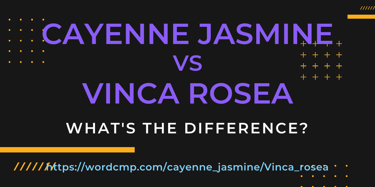 Difference between cayenne jasmine and Vinca rosea