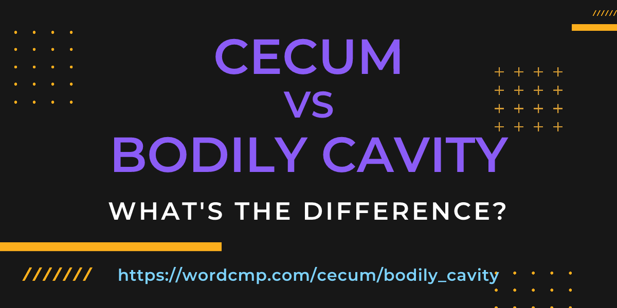 Difference between cecum and bodily cavity