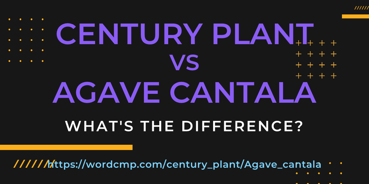 Difference between century plant and Agave cantala