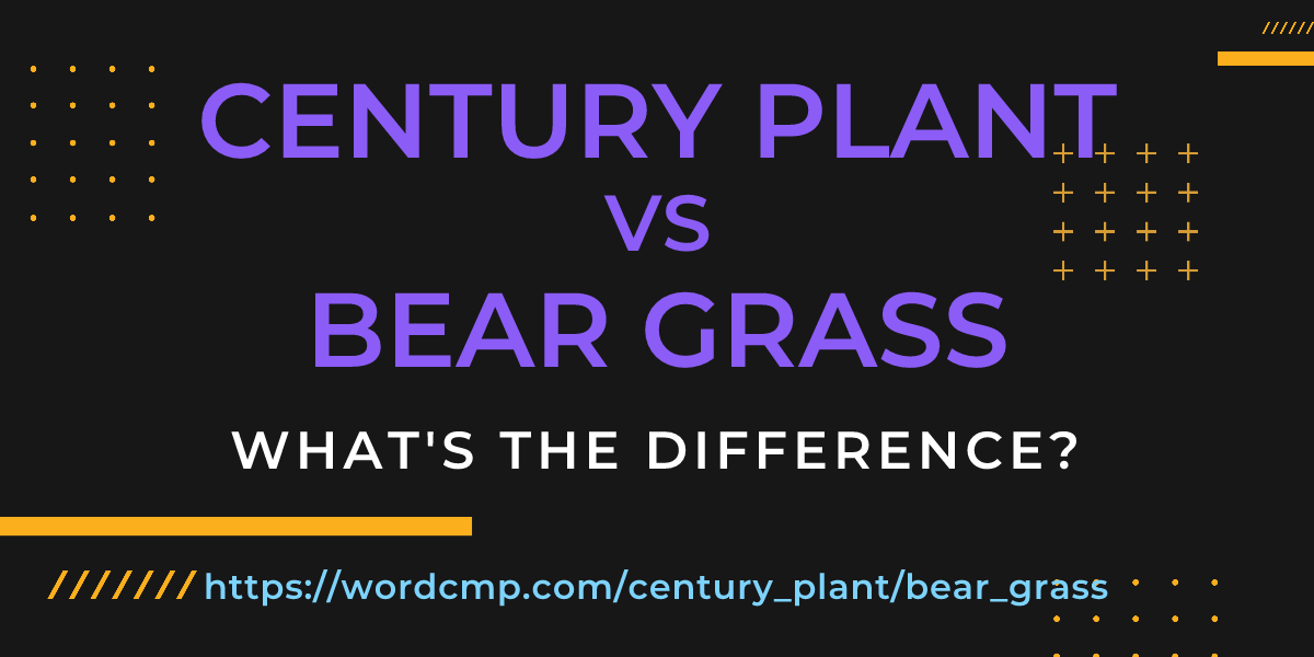 Difference between century plant and bear grass