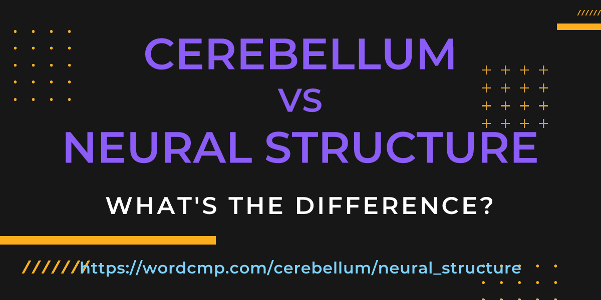 Difference between cerebellum and neural structure