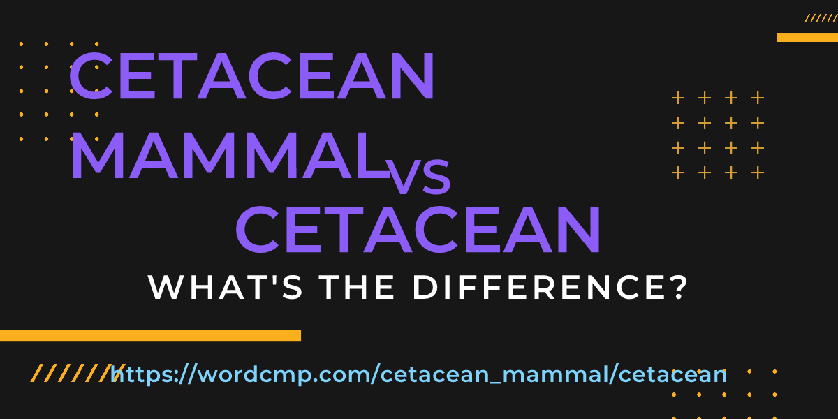 Difference between cetacean mammal and cetacean