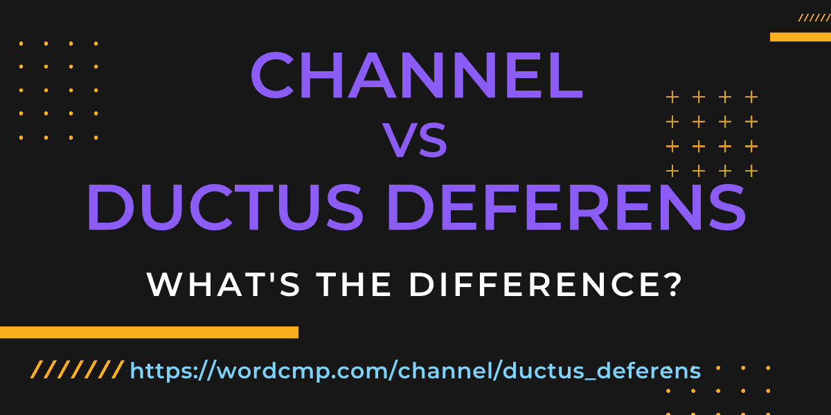 Difference between channel and ductus deferens