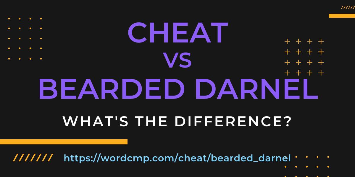 Difference between cheat and bearded darnel