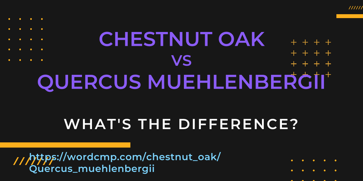 Difference between chestnut oak and Quercus muehlenbergii