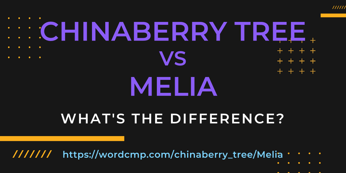 Difference between chinaberry tree and Melia