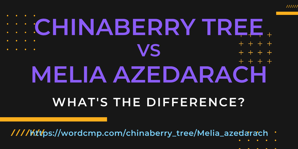Difference between chinaberry tree and Melia azedarach