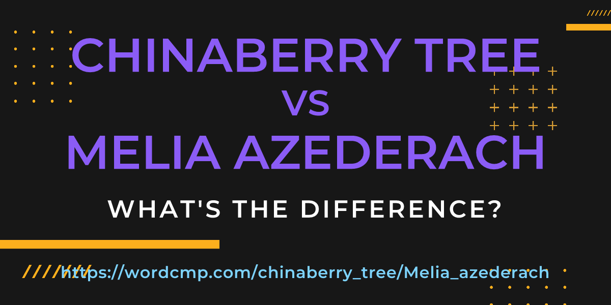 Difference between chinaberry tree and Melia azederach