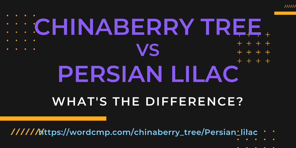 Difference between chinaberry tree and Persian lilac