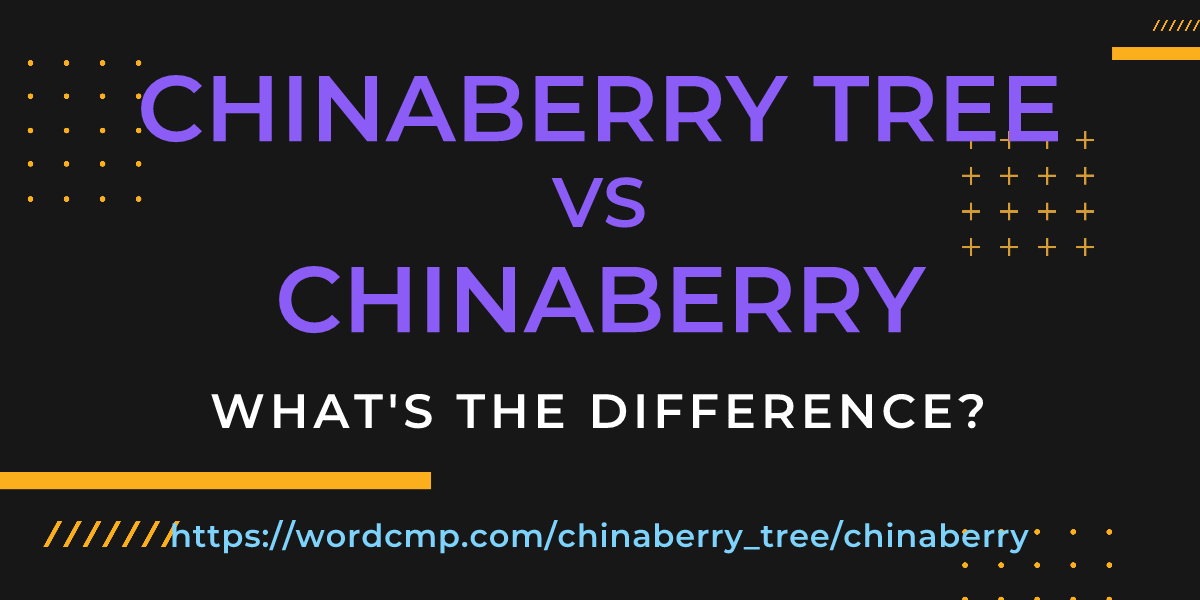 Difference between chinaberry tree and chinaberry