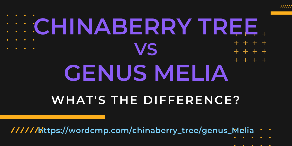 Difference between chinaberry tree and genus Melia