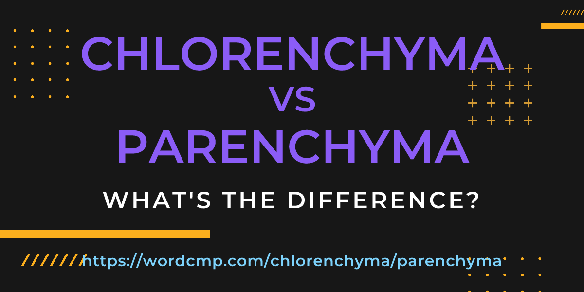 Difference between chlorenchyma and parenchyma