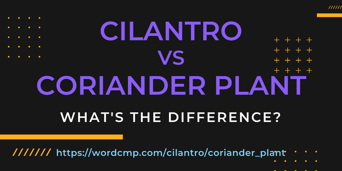 Difference between cilantro and coriander plant