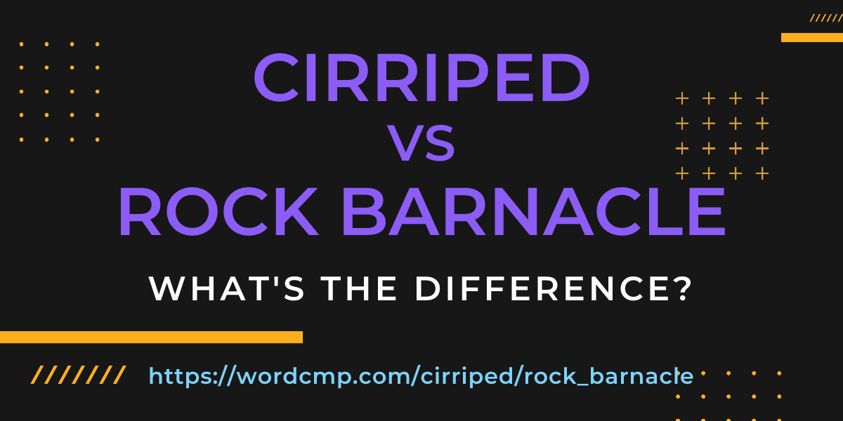 Difference between cirriped and rock barnacle