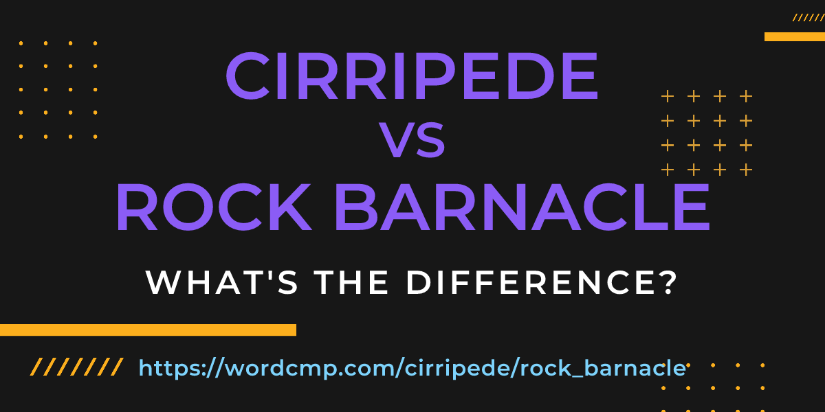 Difference between cirripede and rock barnacle