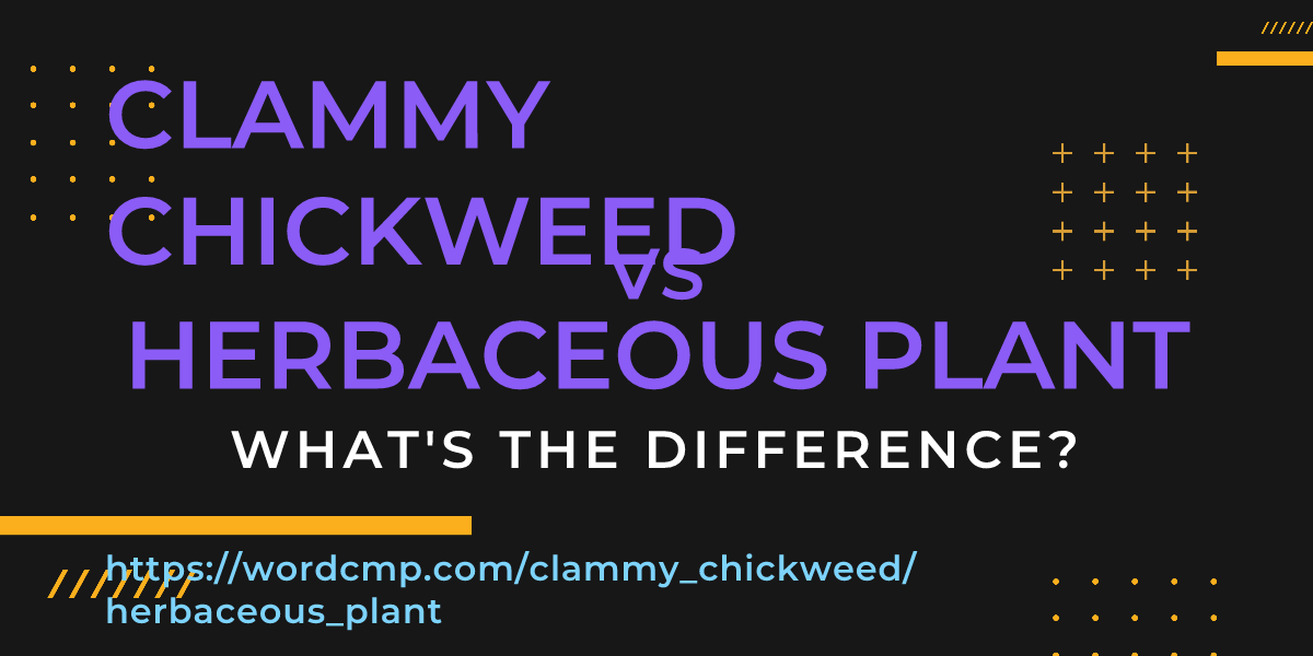 Difference between clammy chickweed and herbaceous plant
