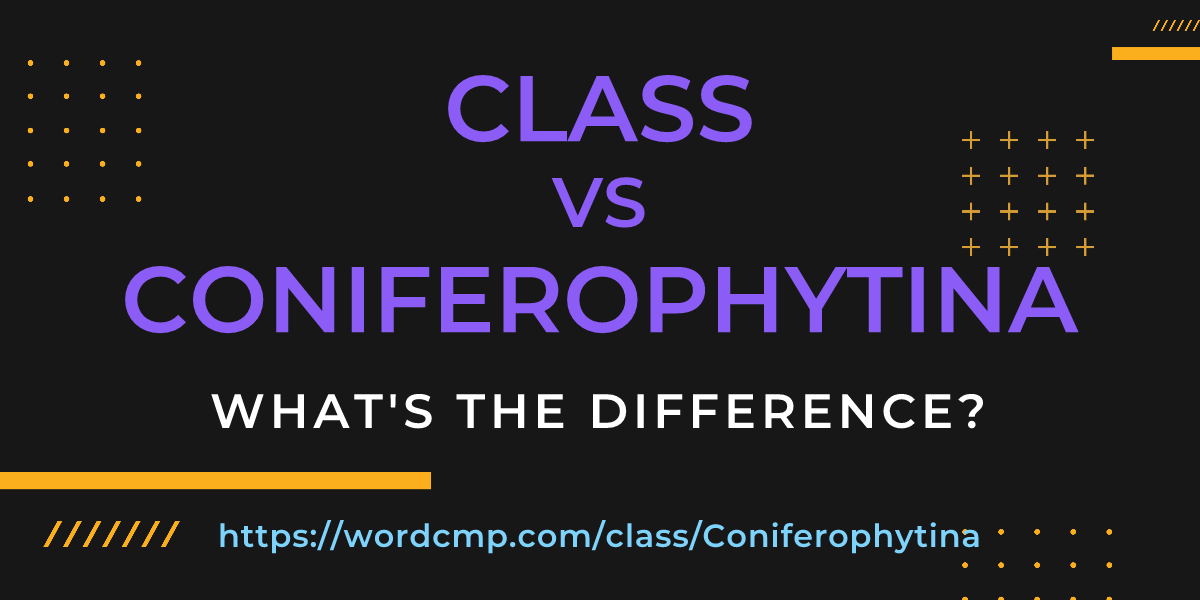 Difference between class and Coniferophytina