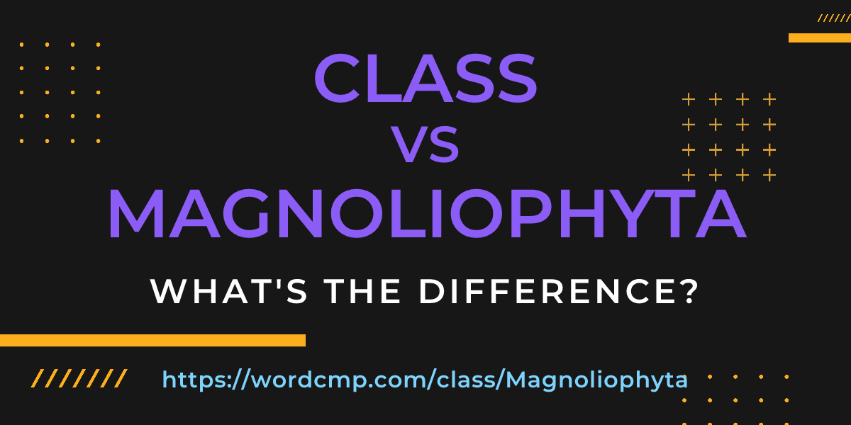 Difference between class and Magnoliophyta