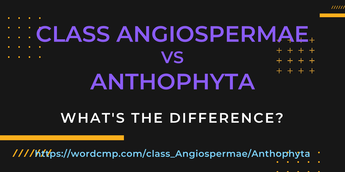 Difference between class Angiospermae and Anthophyta