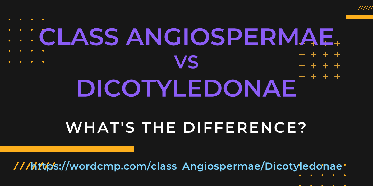 Difference between class Angiospermae and Dicotyledonae