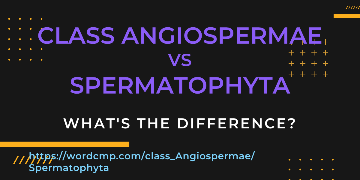 Difference between class Angiospermae and Spermatophyta