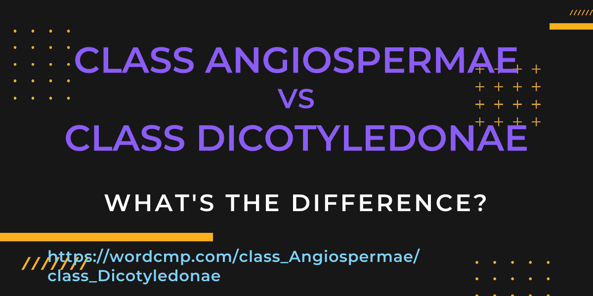 Difference between class Angiospermae and class Dicotyledonae