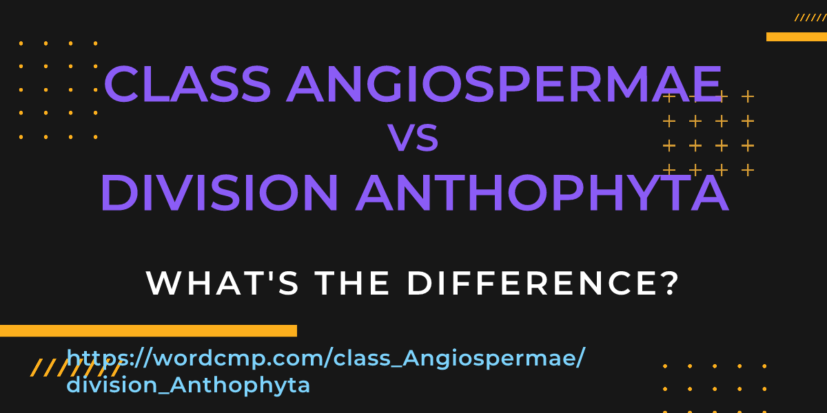 Difference between class Angiospermae and division Anthophyta