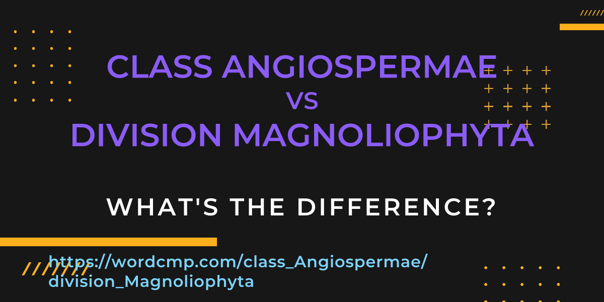 Difference between class Angiospermae and division Magnoliophyta