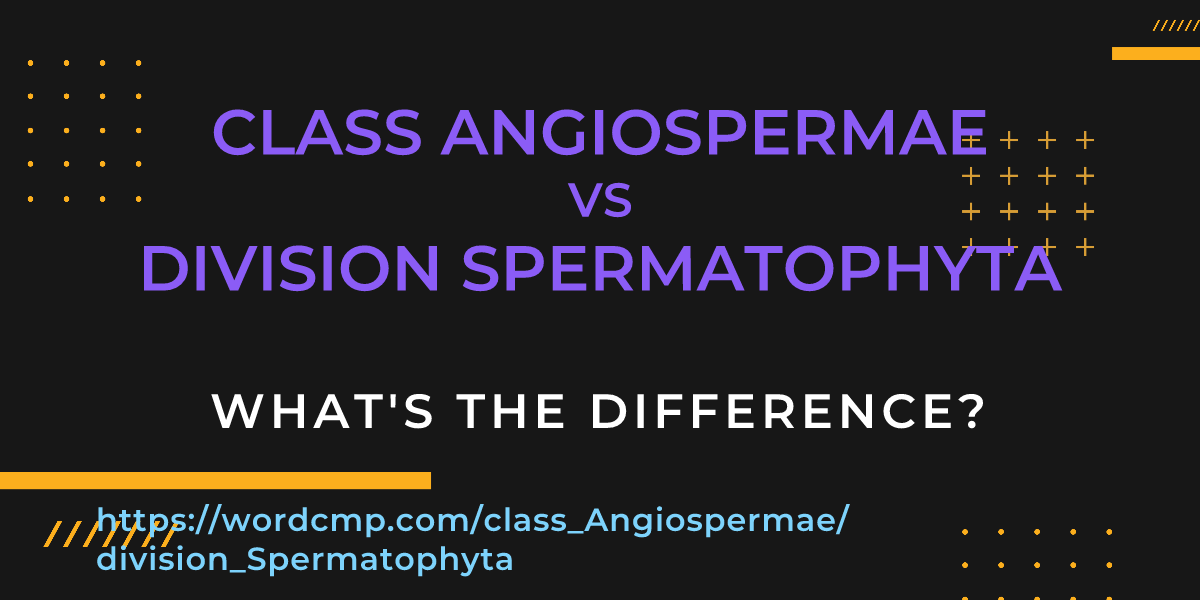 Difference between class Angiospermae and division Spermatophyta