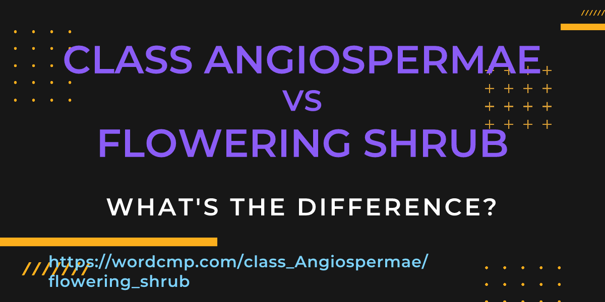 Difference between class Angiospermae and flowering shrub