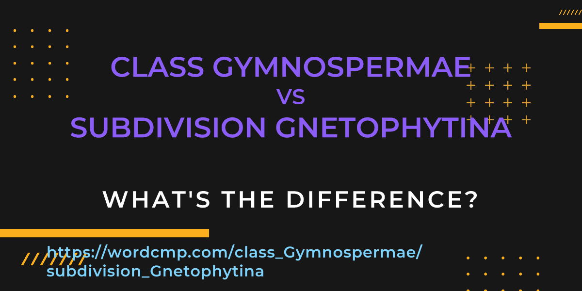 Difference between class Gymnospermae and subdivision Gnetophytina