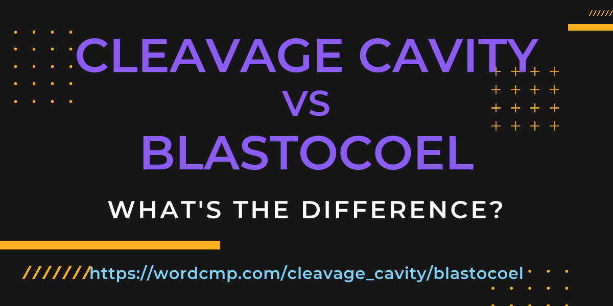 Difference between cleavage cavity and blastocoel