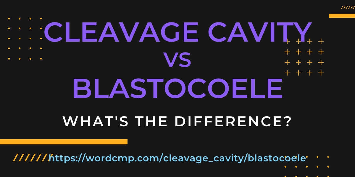 Difference between cleavage cavity and blastocoele