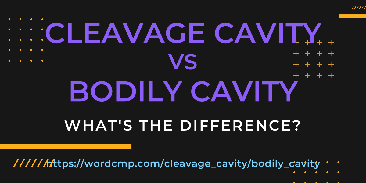 Difference between cleavage cavity and bodily cavity