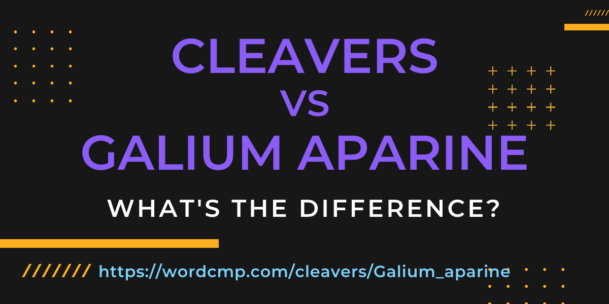 Difference between cleavers and Galium aparine
