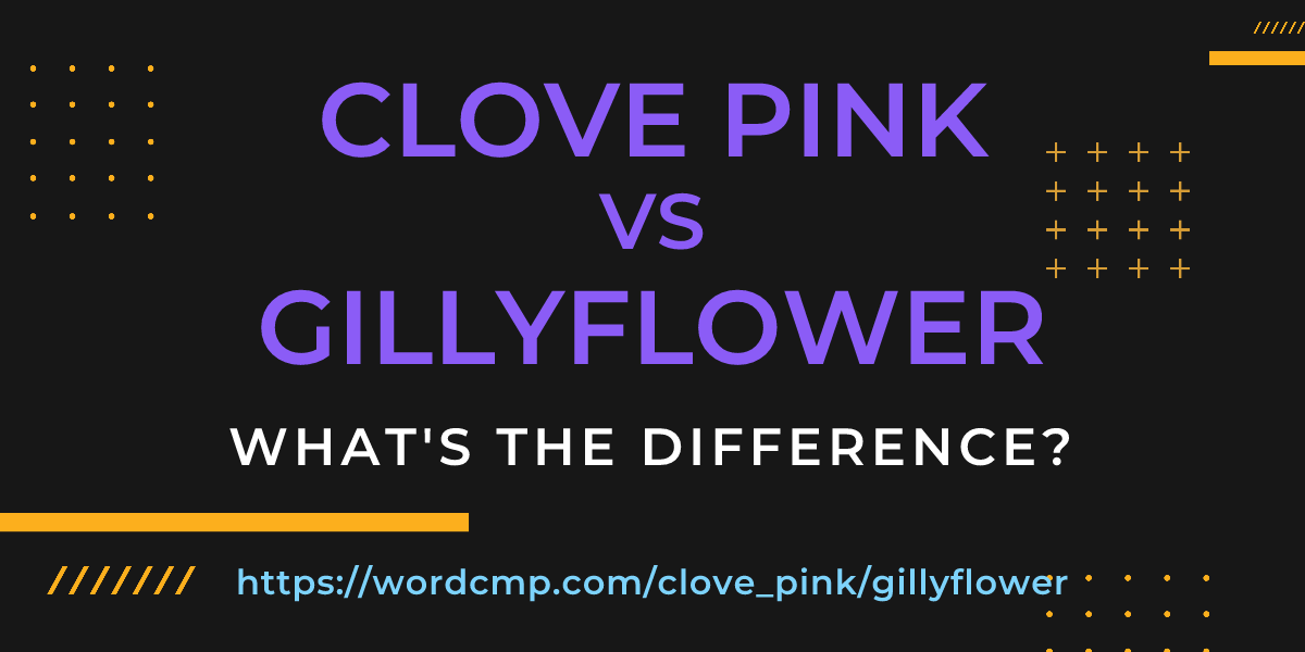 Difference between clove pink and gillyflower