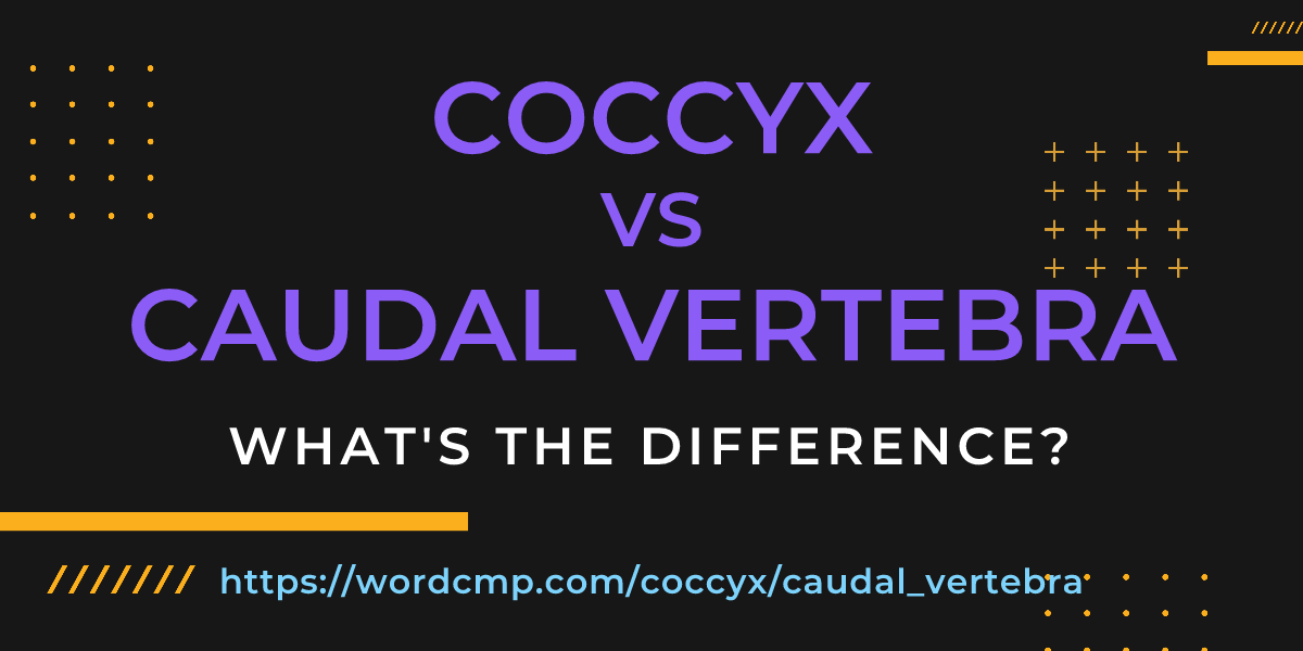 Difference between coccyx and caudal vertebra