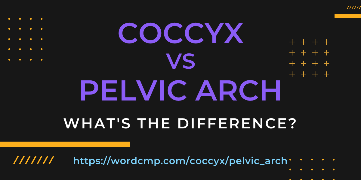 Difference between coccyx and pelvic arch