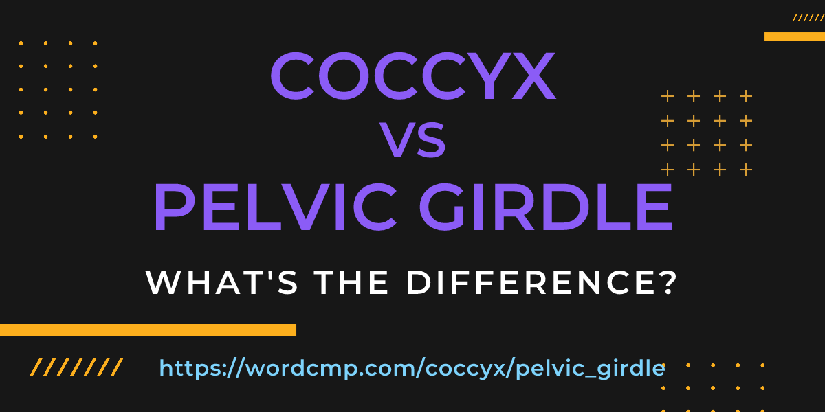 Difference between coccyx and pelvic girdle