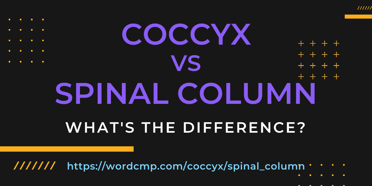 Difference between coccyx and spinal column
