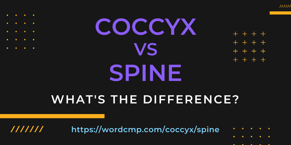 Difference between coccyx and spine