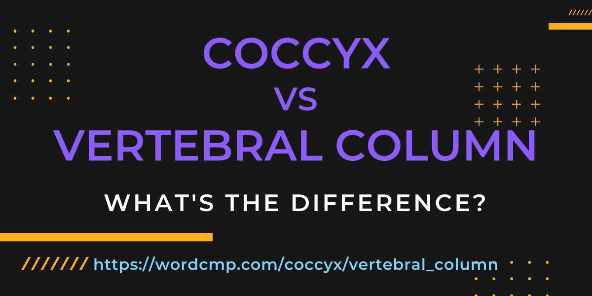 Difference between coccyx and vertebral column