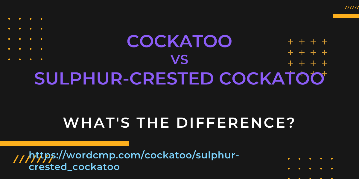 Difference between cockatoo and sulphur-crested cockatoo