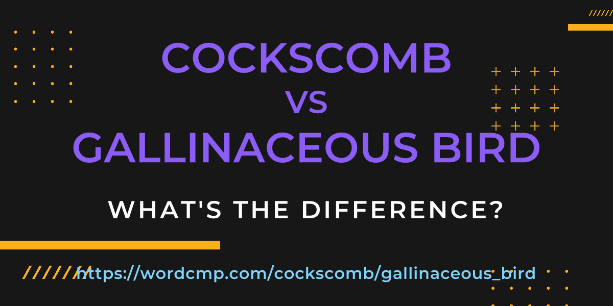 Difference between cockscomb and gallinaceous bird