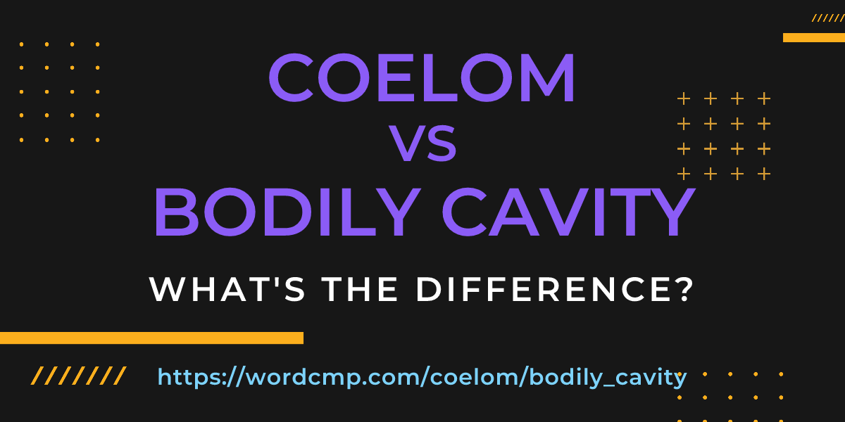 Difference between coelom and bodily cavity